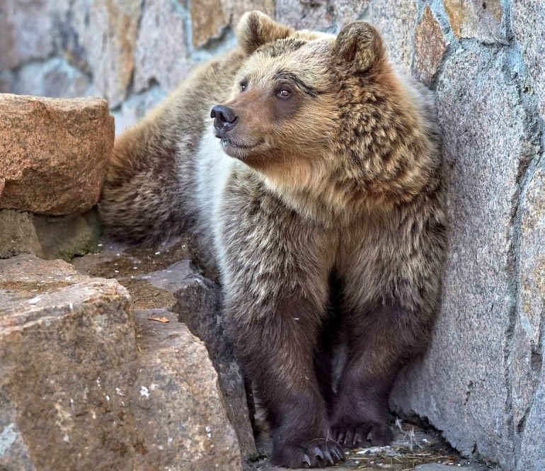 Медведь в Челябинском зоопарка с Банного