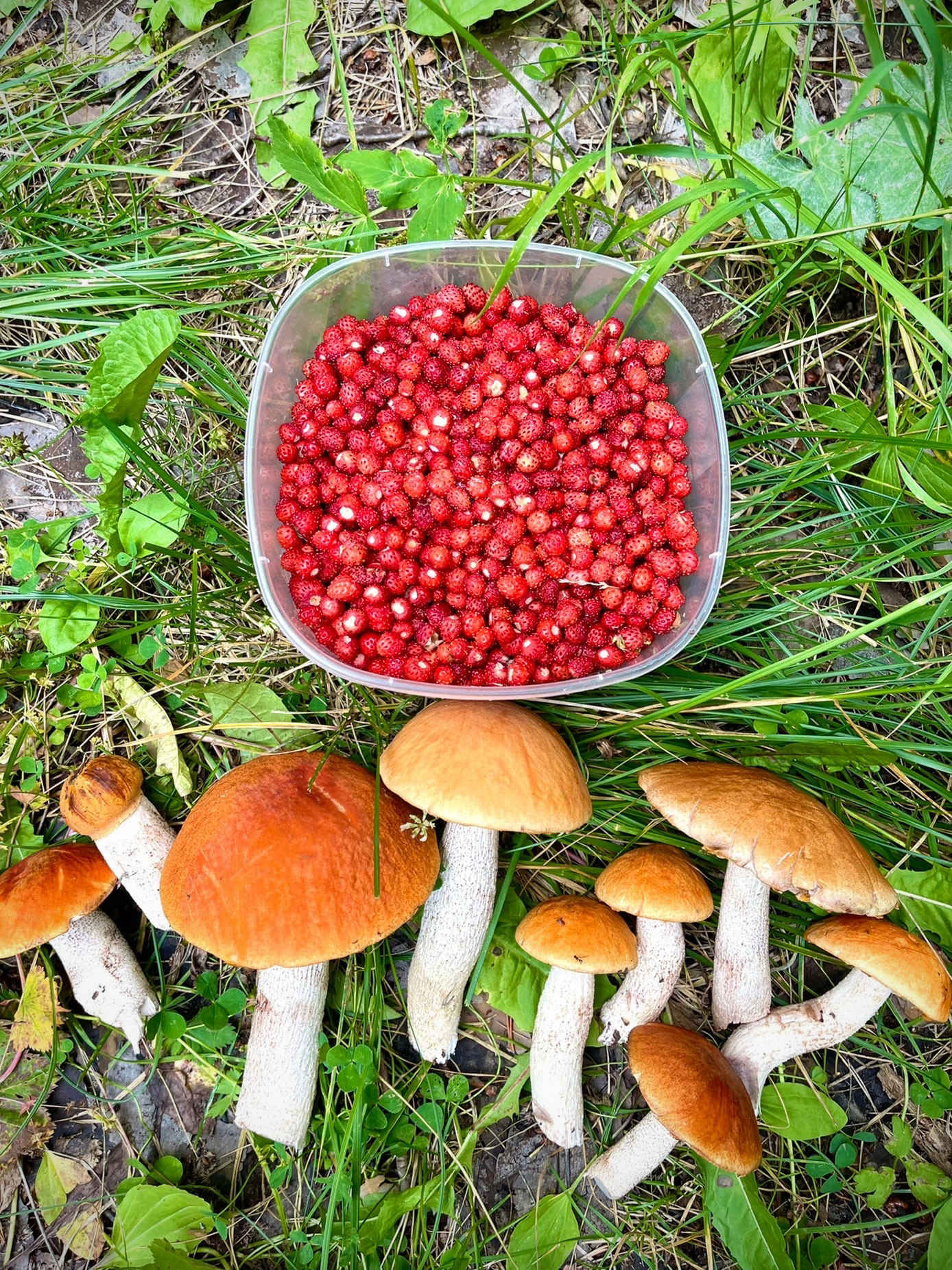 грибы и ягоды банное