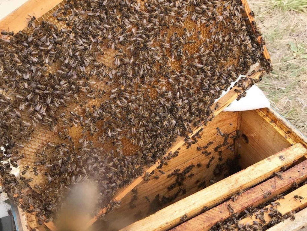 пчелы Банное