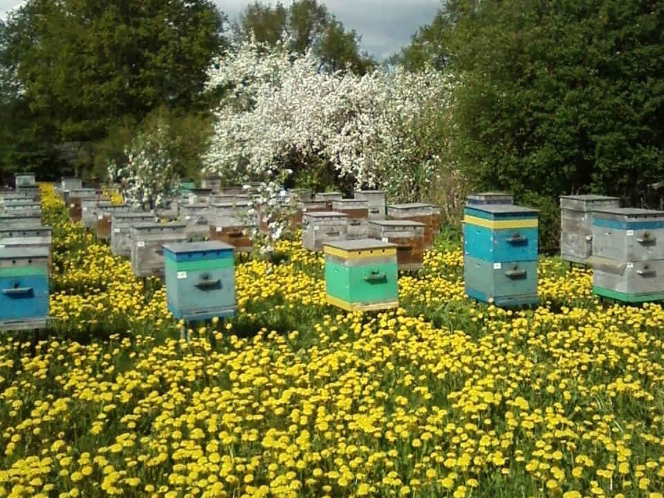 Пчелиные ульи Банное