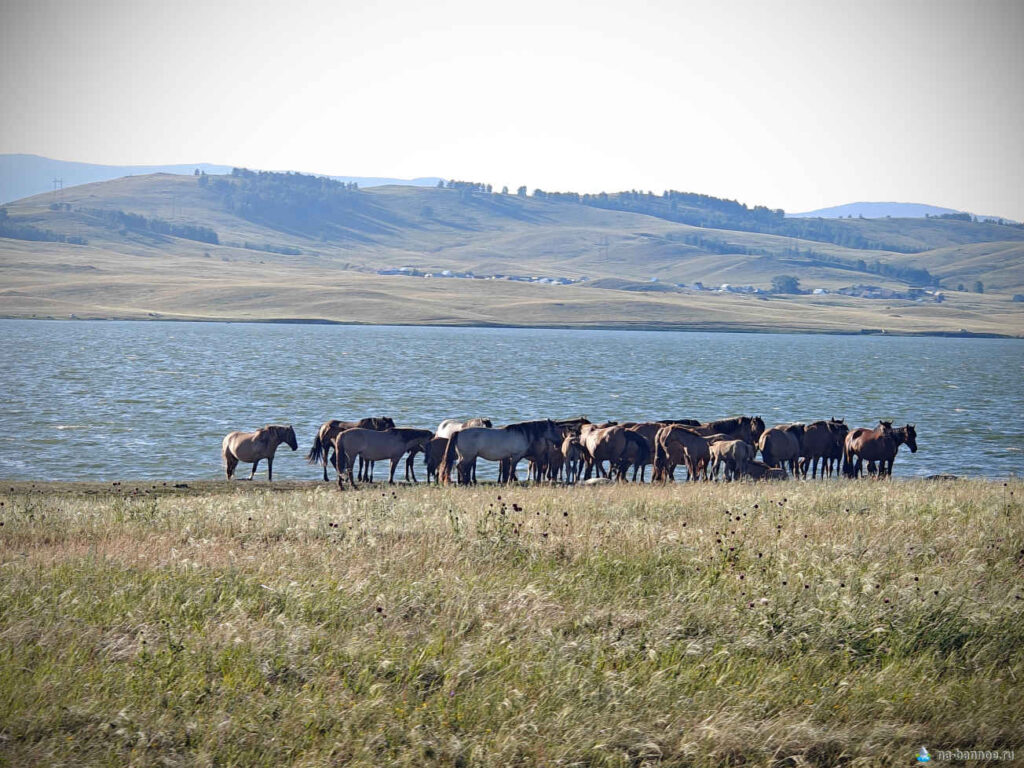 Деревня Самарское, Абзелиловский лошади